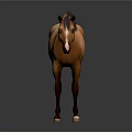 Brown Horse Standing With Dark Mane And Tail On Shiny Floor