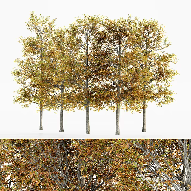 Autumn Deciduous Trees With Golden Orange Leaves And Gray Trunks In Lush Foliage 3d model 
