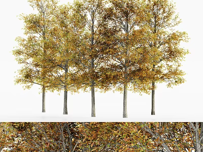 Autumn Deciduous Trees With Golden Orange Leaves And Gray Trunks In Lush Foliage 3d model