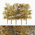 Autumn Deciduous Trees With Golden Orange Leaves And Gray Trunks In Lush Foliage