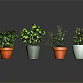 Indoor Green Plants in Colorful Pots for Home Decor and Fresh Atmosphere