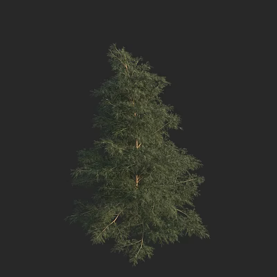 Tall Arbor Tree Featuring Dense Green Foliage And Straight Brown Trunk 3d model