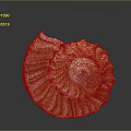 Orange And White Spiral Textured Plant With Gray Gradient Background