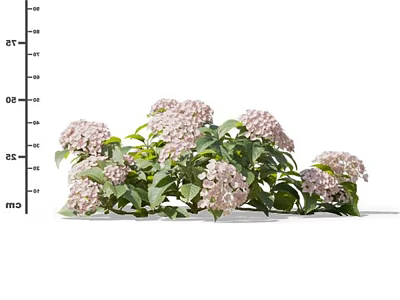 Pink Hydrangea Flowers with Lush Green Leaves in Full Bloom on White Background 3d model