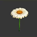 White Daisy Flower With Yellow Center And Green Stem On Gray Background