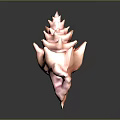 Vibrant Pink and Orange Tiered Tower Shaped Conch Seashell with Shiny Finish on Dark Background