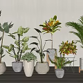 Various Leafy Potted Plants With Different Ceramic Pots For Indoor Home Decor