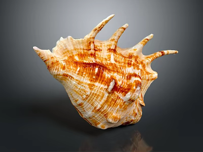 Natural Pattern Brown White Seashell Decorative Ornaments Set For Home Decor 3d model