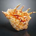 Natural Pattern Brown White Seashell Decorative Ornaments Set For Home Decor 3d model