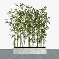 Lush Green Bamboo Bonsai Plant In Square Gray Potted Planter For Indoor Decor