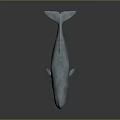 Detailed 3D Light Blue Whale Model With Open Mouth On Gray Background
