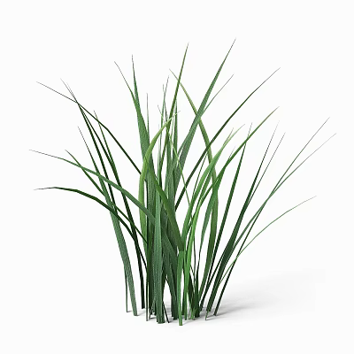 Healthy Fresh Green Tall Grass with Slender Leaves in Natural Growth 3d model