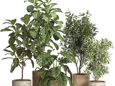 Potted Bonsai Plants with Various Leaf Shapes in Woven Baskets and Concrete Pots 3d model