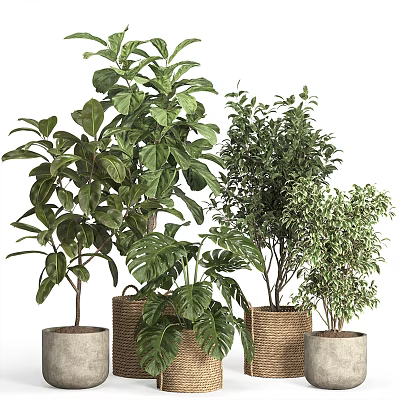 Potted Bonsai Plants with Various Leaf Shapes in Woven Baskets and Concrete Pots 3d model