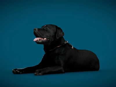 The Modern Dog 3d model