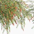Multiple Arbor Trees With Lush Green Foliage And Natural Canopies