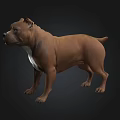 3D Model of Brown Staffordshire Bull Terrier in Standing Pose on Dark Background