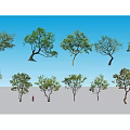 Multiple Arbor Trees With Diverse Trunk Shapes And Lush Green Foliage