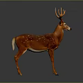 Brown Deer With White Spots And Antlers Standing On Gray Background