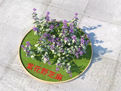 Purple Flower Wild Sesame In Circular Planter With Green Leaves And Lush Foliage 3d model