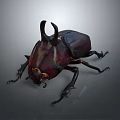 Rhinoceros Beetle With Large Curved Horns And Shiny Dark Exoskeleton On Gray Background