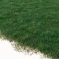 Vibrant Green Lush Round Lawn With Dense Fresh Grass Blades