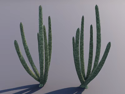 Two Green Cactus Shrubs With Slender Stems And Spines On Gray Background With Shadows 3d model