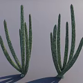 Two Green Cactus Shrubs With Slender Stems And Spines On Gray Background With Shadows 3d model