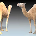 Two Tan Colored Reptiles Standing On Smooth Gray Surface In Studio 3d model
