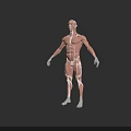 Human Muscular Tissue System 3D Anatomical Model With Detailed Muscle Structure