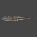 Gray Fish With Scales And Fins On Plain Gray Background