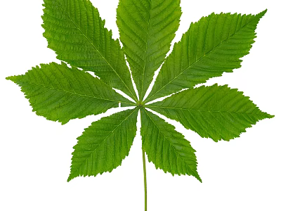 Fresh Green Chestnut Leaf With Clear Veins On White Background 3d model