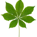 Fresh Green Chestnut Leaf With Clear Veins On White Background