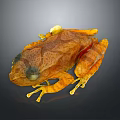 Vibrant Orange Brown Spotted Frog With Yellow Legs And Detailed Body Features On Dark Background