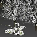 Snow Covered Trees With Small Plants And Stones In Winter Scene