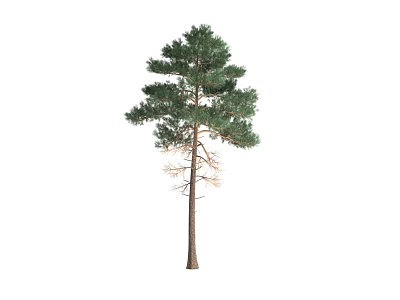 Evergreen Pine Tree Plant Combination With Lush Green Foliage And Brown Trunk 3d model