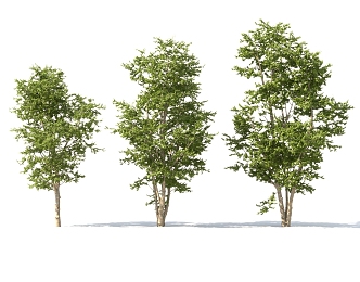 Landscape big tree cluster tall rod solitary tree planting pool group background 3d model