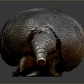 Armadillo Showcasing Detailed Body Structure With Armored Shell On Dark Reflective Surface