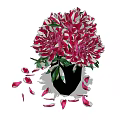 Red and White Peonies in Black Vase with Scattered Petals Around
