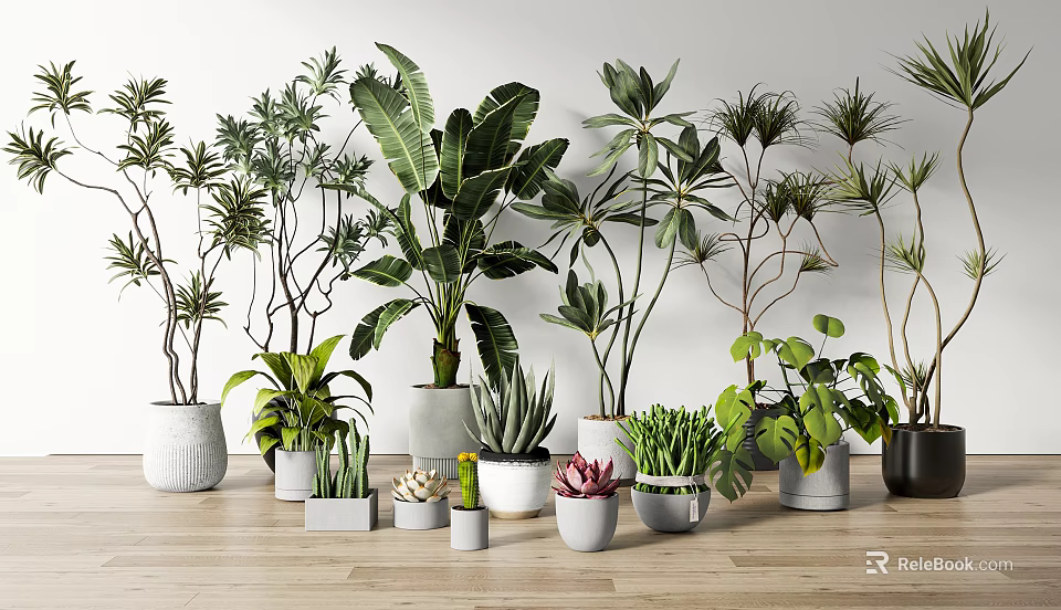 Various Potted Plants Of Different Sizes With Various Pots On Wooden Floor And White Wall 3d model 