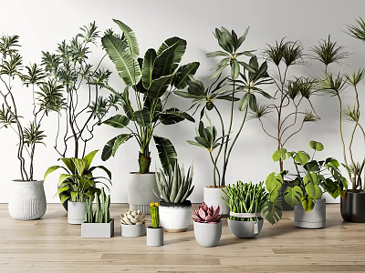 Various Potted Plants Of Different Sizes With Various Pots On Wooden Floor And White Wall 3d model