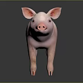 Cute Pink Piglet Standing On Shiny Black Surface With Soft Gray Background
