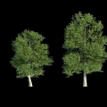 Lush Green Arbor Trees With Dense Foliage And Straight Trunks In Various Sizes