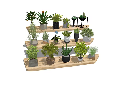 Bonsai Potted Plants Display On Wooden Multi Layer Shelves With Various Greenery 3d model