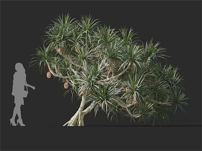 Large Evergreen Tree With Long Slender Leaves Exposed Roots Pinecone Like Fruits And Human Silhouette 3d model