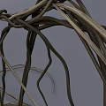 Wiry Twisted Vines Showcasing Natural Curved Lines And Spiral Growth Patterns