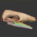 Close Up View Of Detailed Animal Skull With Sharp Teeth And Bone Structure 3d model