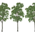 Three Tall Arbor Trees With Lush Green Foliage And Straight Trunks