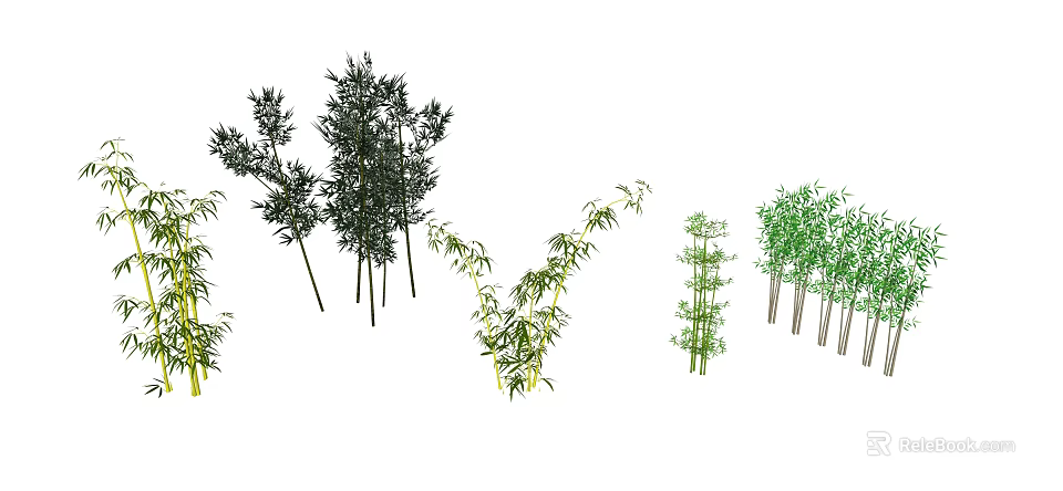 Different Types Of Bamboo Plants Showing Various Growth Patterns And Leaf Sizes 3d model 