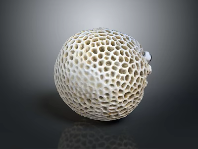 White Sea Urchin Test Showing Intricate Honeycomb Structure On Gray Gradient Surface 3d model